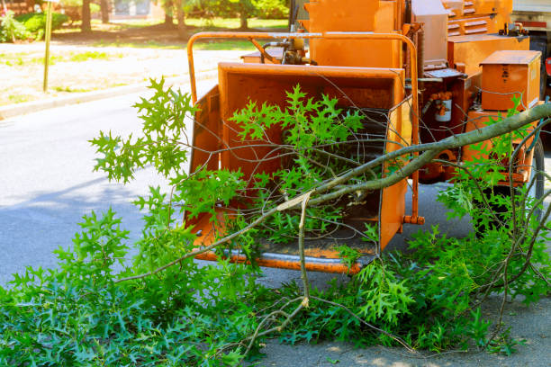 The Steps Involved in Our Tree Care Process in Burlington, OH